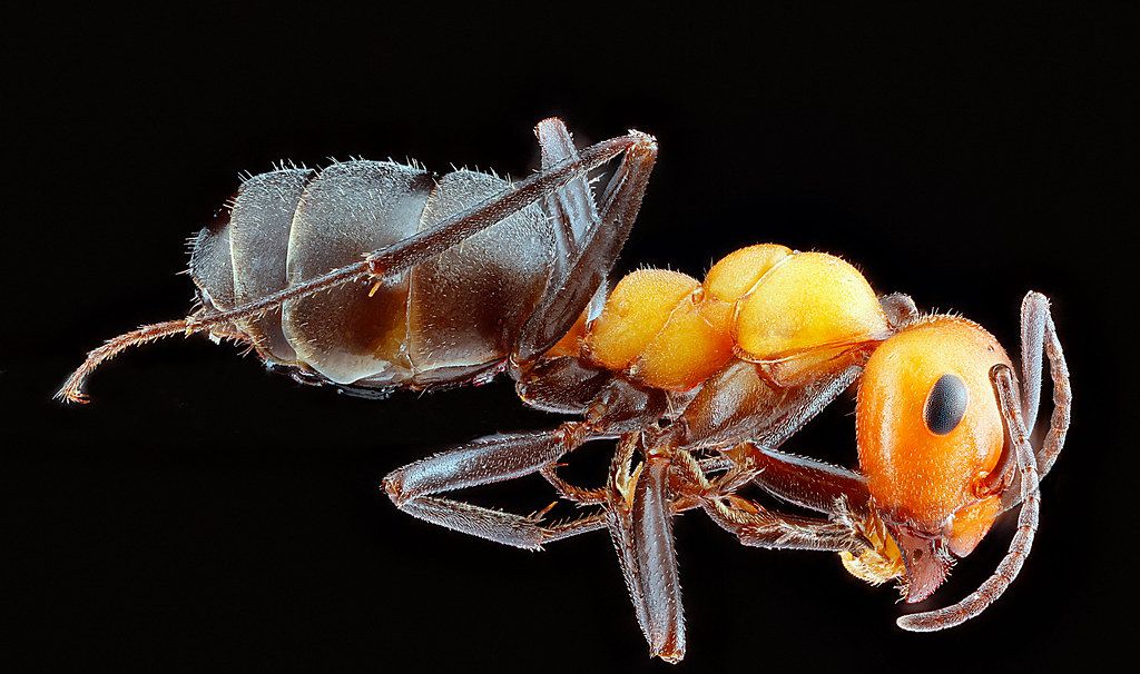 Ant Control service in Dubuque, IA