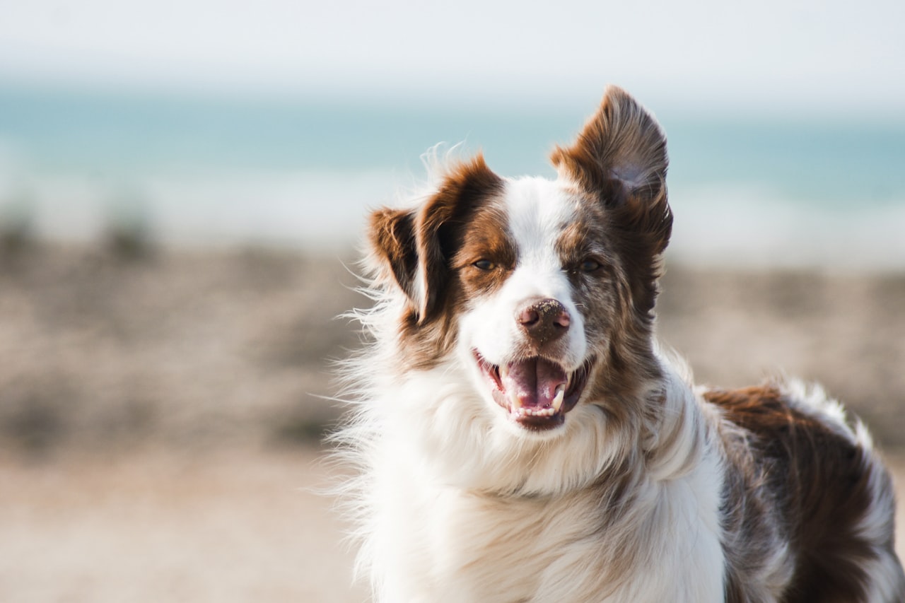Flea & Tick Control service in Dubuque, IA