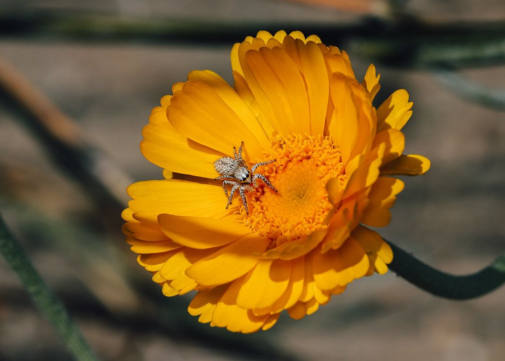 Spider Control service in Dubuque, IA